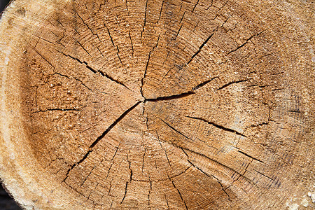 细节棕色木材料结构图片