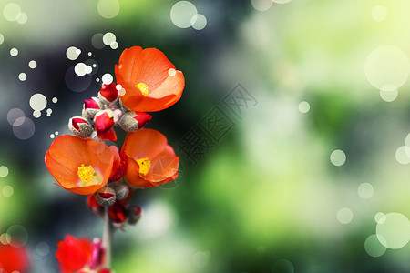 自然背景上美丽的红花朵图片