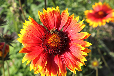 一只蜜蜂从一朵美丽的红黄色花朵中采集蜂蜜图片
