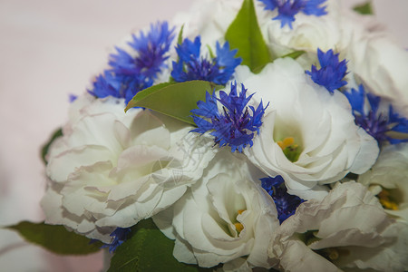 蓝色矢车菊花束白花图片