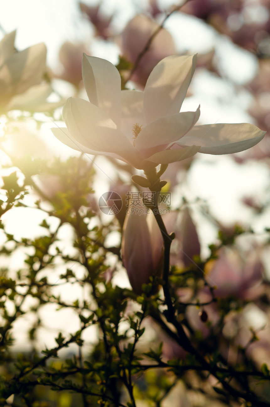 春天花园里的花木兰背景有背光图片