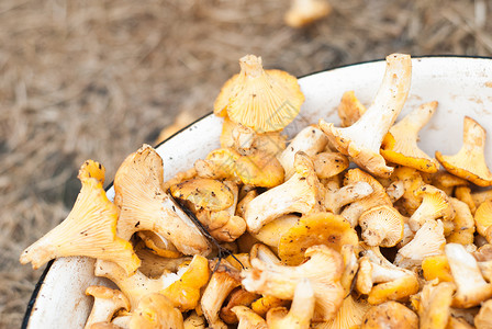 一堆黄色食用蘑菇新鲜采摘的图片