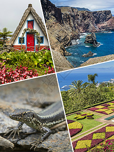 Madeira葡萄牙图像的拼凑旅行背景图片
