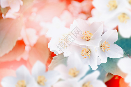 春天的风景与精致的茉莉花白花高清图片