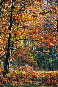 秋天树枝枯树年轻橡树和红叶绿图片