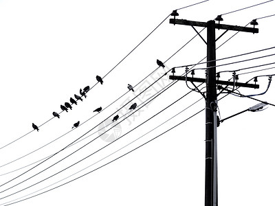 鸟群的黑色和白色轮廓用带杆和横梁图片