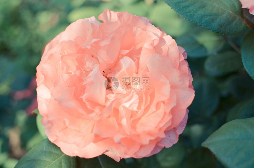 花园背景的粉红色玫瑰花图片