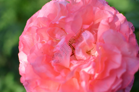 花园背景的粉红色玫瑰花图片