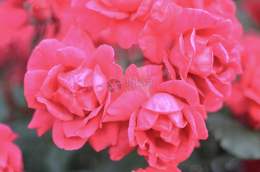 花园背景的粉红色玫瑰花图片