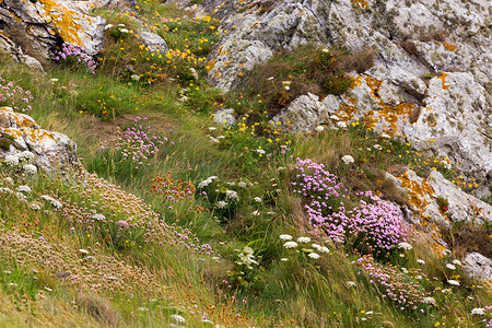 克罗梅里兹法国布列塔尼带花朵的罗岩海岸线背景