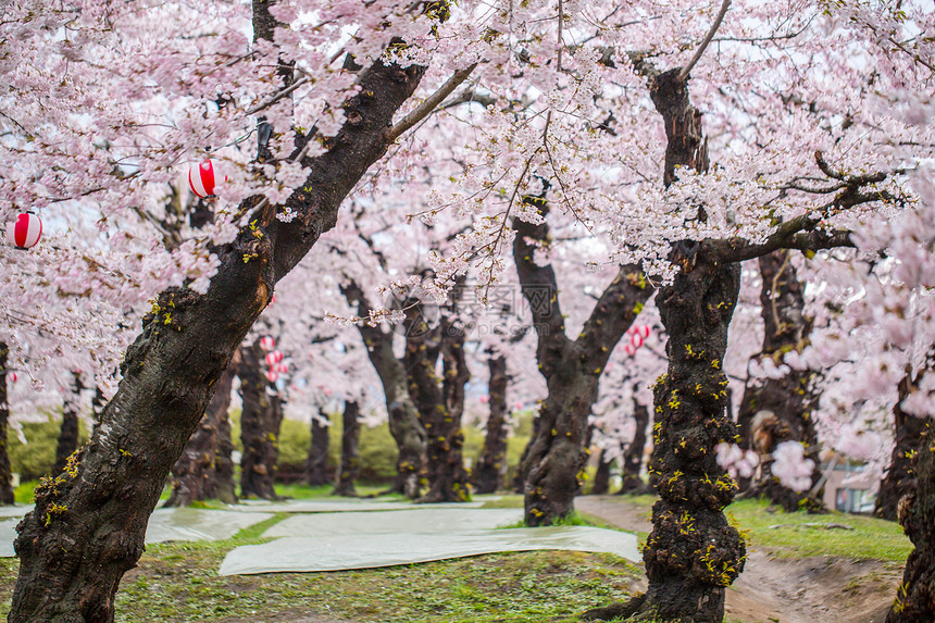 五棱郭公园的樱花树图片