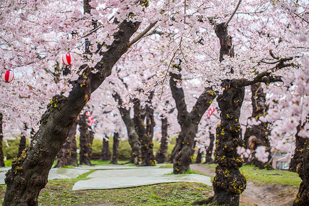 五棱郭公园的樱花树背景图片