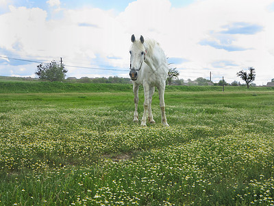 夏日绿草地上的白马图片