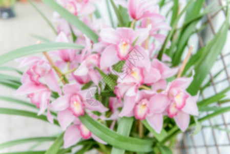 美丽的粉色花粉兰的突出背景图片