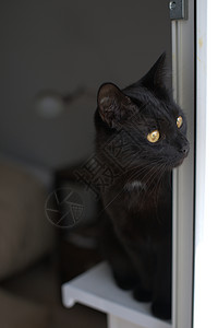 黑猫坐在窗户上图片
