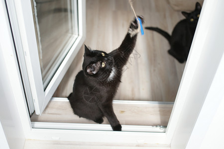 黑猫在阳台的门槛上玩耍图片