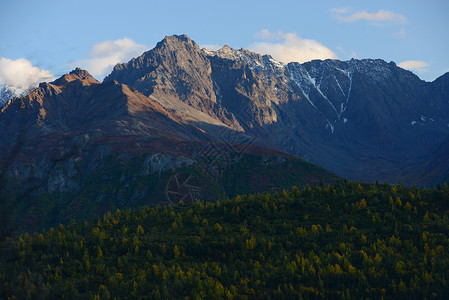 Chugach森林中图片