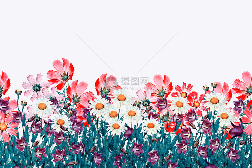白色背景上孤立的田野雏菊花和铃铛图片