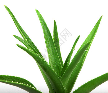 白色上的AloeVera图片