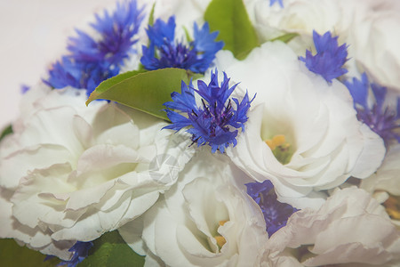 蓝色矢车菊花束白花背景图片