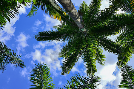 椰子树和蓝天图片