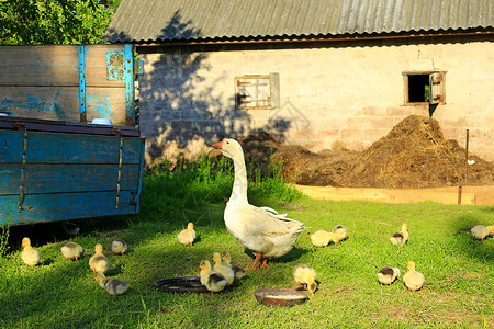 小鹅和他们的鹅在村子的草地上图片