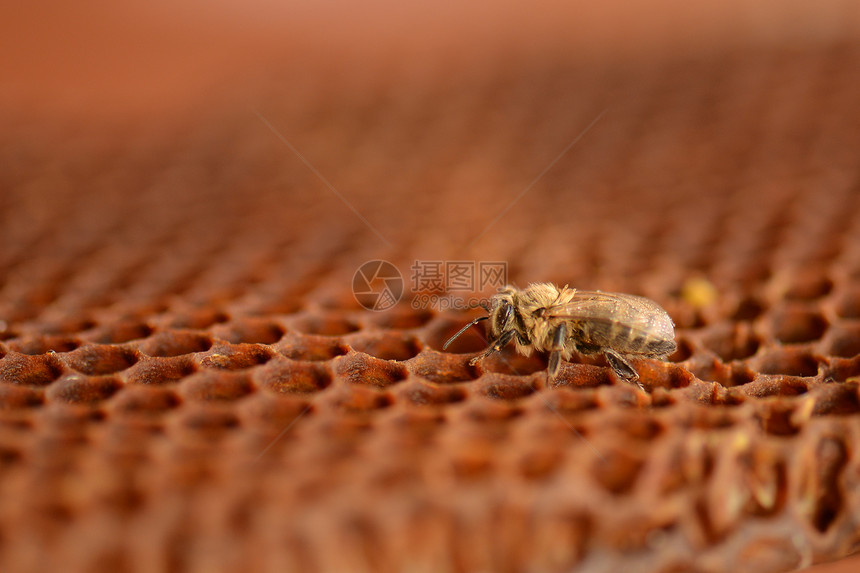 蜂蜜梳子图片