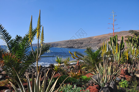 在西班牙火山岛兰萨罗特岛用热带花朵遮挡隐藏图片