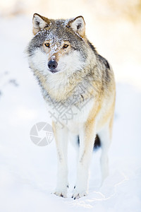 一头狼在树林里站着寒冷的冬天下雪图片