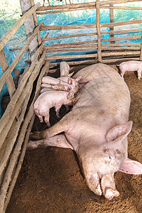 在农场哺乳的新生仔猪图片