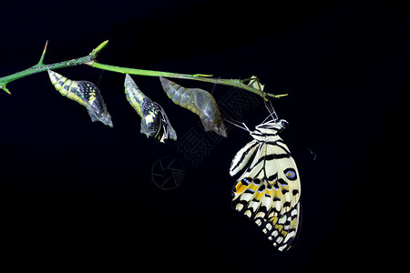 黑色背景的Lime蝴蝶papiliodemol图片