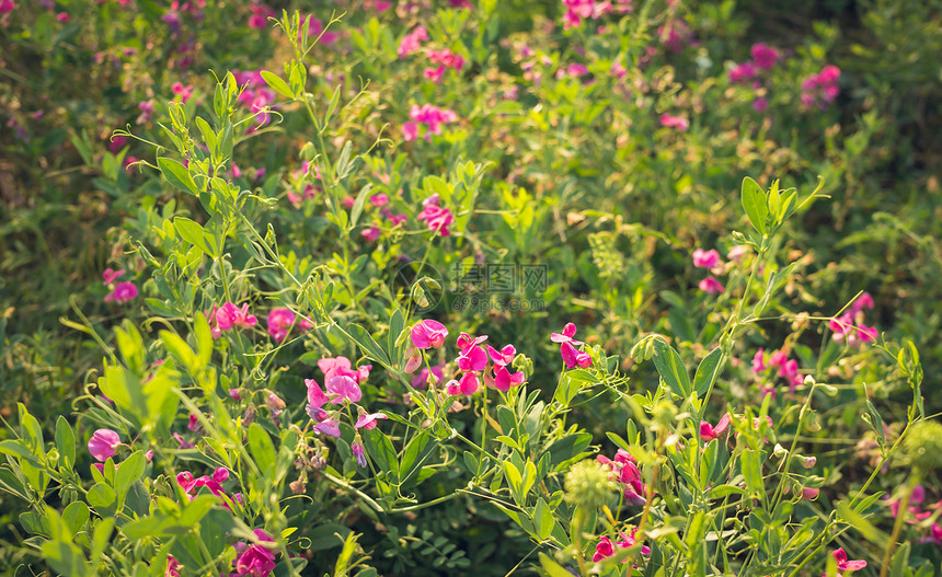 在夏季开花期间美丽的野生鼠豌豆五旬节和仲夏的芬图片