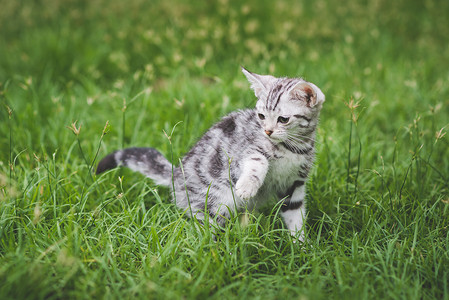 可爱的美国短毛小猫在绿草地上玩耍图片