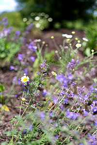 紫色WalkersLowCatmint和野焦米菊DaisyFlowers位于一个常年的背景图片
