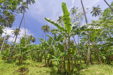 热带香蕉树景观图片