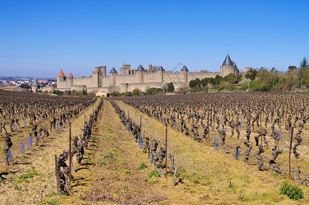法国南部冬季的卡尔松城堡和葡萄图片
