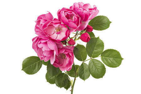 一群粉红色野玫瑰花被白图片