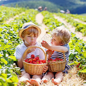 两个兄弟男孩夏天在草莓农场玩得开心图片