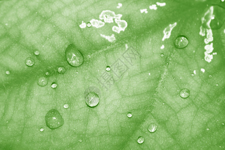 绿叶背景上的水滴图片