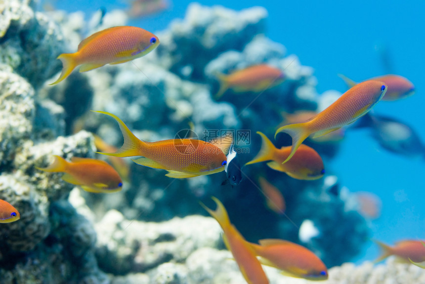 珊瑚背景模糊的彩色花鱼图片