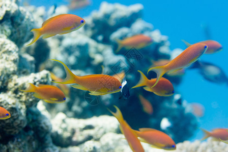 珊瑚背景模糊的彩色花鱼图片