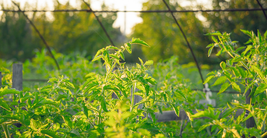 健康和适当的营养有机蔬菜有机种植的乡村温室夕阳柔和光线下美图片