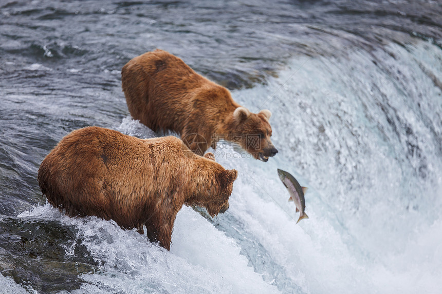 野生灰熊在美国阿拉斯加州卡特迈公园捕捞鲑鱼阿拉斯加基奈河从5月到10月供应银色粉红色红图片