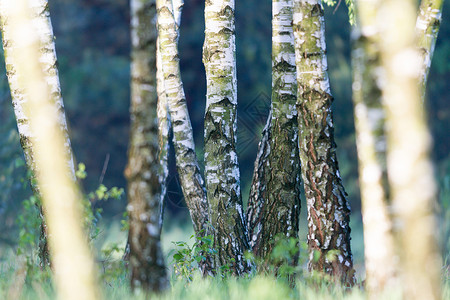 绿树成荫的年轻灰色森林景观自然系列图片
