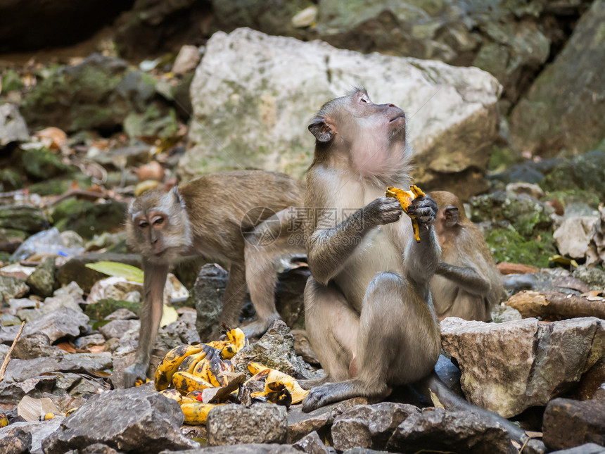 猴子在黑风洞里吃香蕉图片