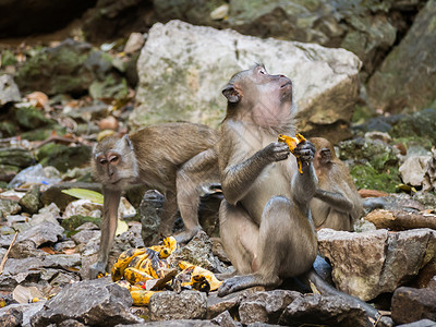 猴子在黑风洞里吃香蕉图片