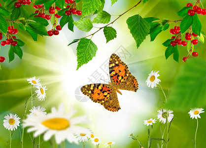 花园里的蝴蝶和花朵特写图片