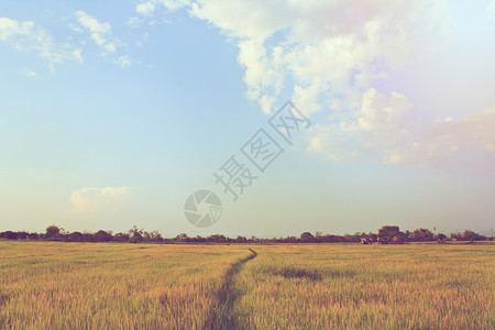 蓝天下稻田的小路图片