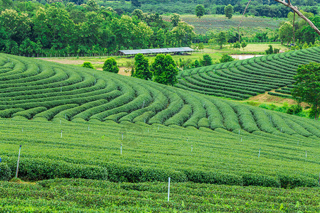 山日时间的绿茶种植园图片