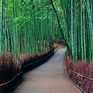 日本京都的亚林山的竹图片